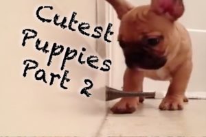 Cutest Puppies Compilation (Part 2)