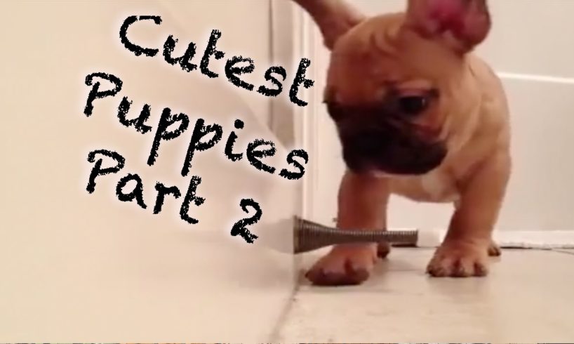 Cutest Puppies Compilation (Part 2)
