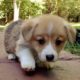 Cutest Puppies Ever In The World -  Funny Puppies And Cute Puppy Videos Compilation | Puppies TV