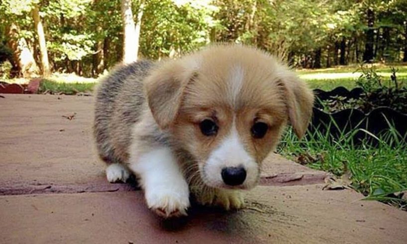 Cutest Puppies Ever In The World - Funny Puppies And Cute Puppy Videos Compilation | Puppies TV