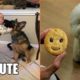 Cutest Puppies Ever That Will Make Your Day