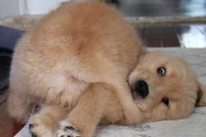 Cutest Puppies Golden Retriever - Funny And Cute Golden Retriever Puppies Compilation | Puppies TV