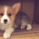 Cutest Puppies In The World 2019 - Cute Puppies Doing Funny Things Try Not To Laugh | Puppies TV