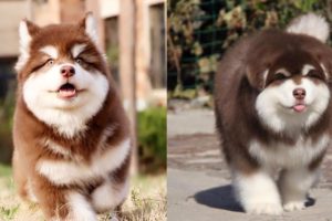 Cutest Puppies In The World - Cute Alaskan Malamute Puppies Running - Puppies TV