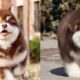 Cutest Puppies In The World - Cute Alaskan Malamute Puppies Running - Puppies TV