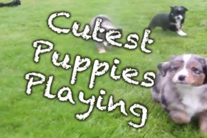 Cutest Puppies Playing Compilation NEW