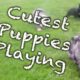Cutest Puppies Playing Compilation NEW