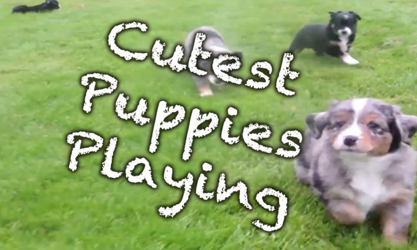 Cutest Puppies Playing Compilation NEW