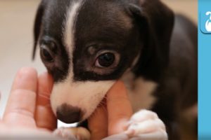 Cutest Puppies Teeth On Our Fingers - Puppy Love