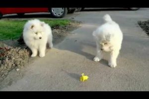Cutest Puppies Video Compilation
