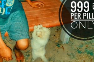 Cutest Puppies at 999 ₹