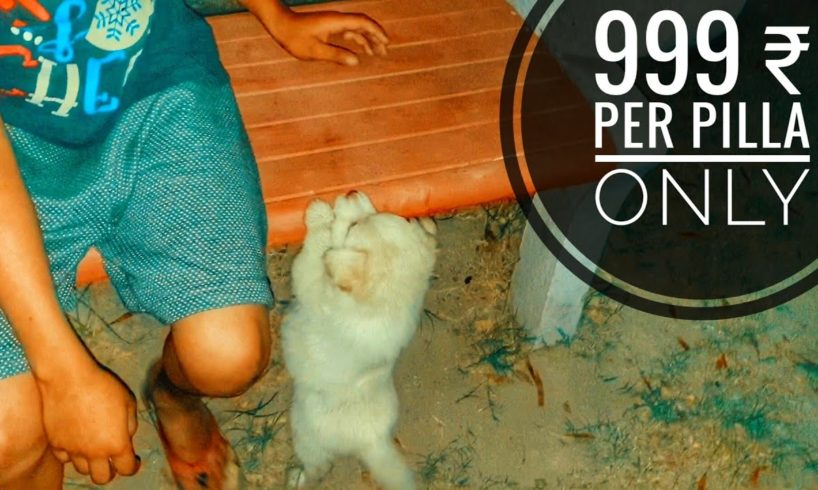 Cutest Puppies at 999 ₹