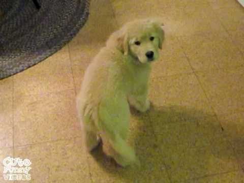 Cutest Puppy Ever Chases Tail