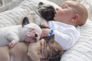 Cutest Relationship French Bulldog And Baby Videos Compilation