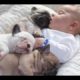 Cutest Relationship French Bulldog And Baby Videos Compilation