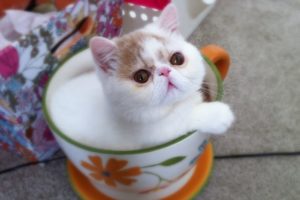 Cutest Teacup Puppies and Kittens Compilation