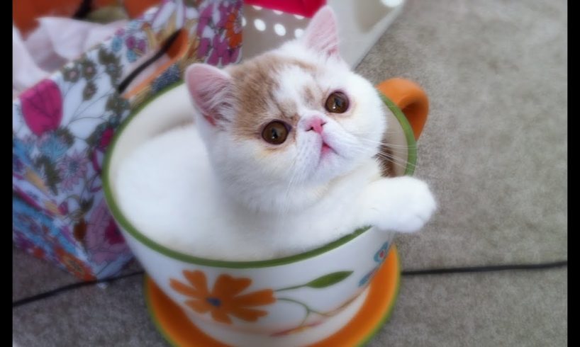 Cutest Teacup Puppies and Kittens Compilation
