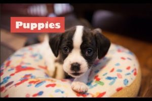 Cutest puppies playing 2019 | Funny Pet video | Cavalier King Charles Mix