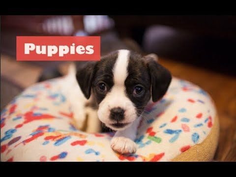 Cutest puppies playing 2019 | Funny Pet video | Cavalier King Charles Mix