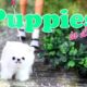 DIY - How to Make: Cute Doll Puppies - In Depth - Handmade - Craft - 4K