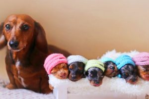 Dachshund Dog Breeds Giving Birth To Many Cute Puppies