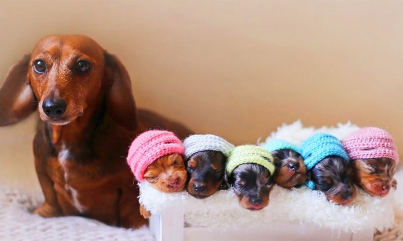 Dachshund Dog Breeds Giving Birth To Many Cute Puppies