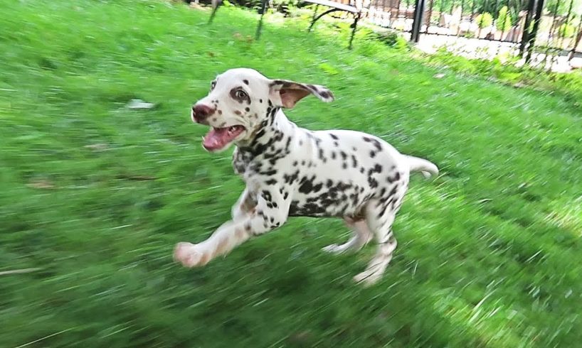 Dalmatian Puppy Playing Tag with Owner
