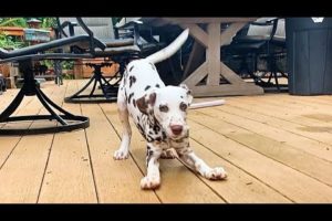 Dalmatian Puppy Throws Tantrum