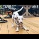 Dalmatian Puppy Throws Tantrum