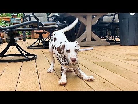 Dalmatian Puppy Throws Tantrum