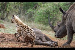 Deadly fights Animals - Hyenas attack Rhinos - Lions attacks buffalos