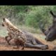 Deadly fights Animals - Hyenas attack Rhinos - Lions attacks buffalos