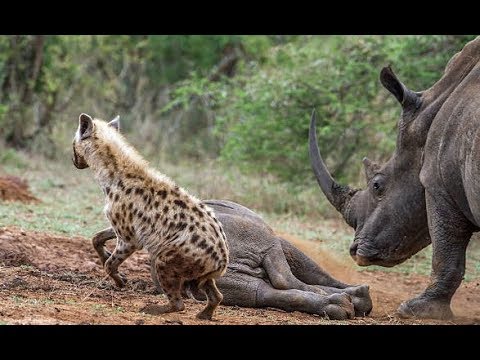 Deadly fights Animals - Hyenas attack Rhinos - Lions attacks buffalos