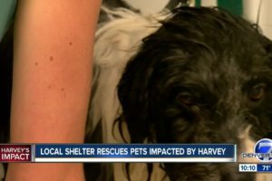 Denver animal shelter helps rescue dogs from Houston
