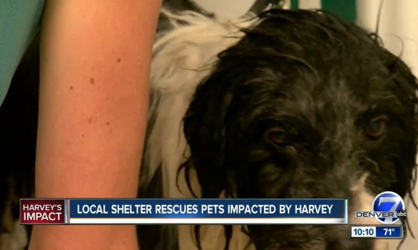 Denver animal shelter helps rescue dogs from Houston