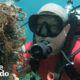 Diver Finds Shark Trapped In Fishing Lines — Then Does THIS | The Dodo