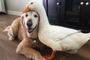 Dog And Duck Are Inseparable Best Friends