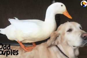 Dog Is Completely Obsessed With His Duck Brother | The Dodo Odd Couples