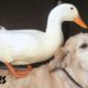 Dog Is Completely Obsessed With His Duck Brother | The Dodo Odd Couples