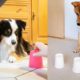 Dog Reaction to Magic Trick - Funny Dogs with Magic Tricks