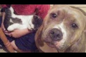 Dog Rescue | Dog Transformation | Dog care | Dog lover | Dog videos | Animal Aid