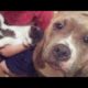 Dog Rescue | Dog Transformation | Dog care | Dog lover | Dog videos | Animal Aid