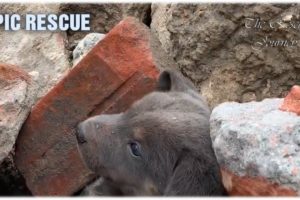 Dog Rescued from 4.4 Magnitude Earthquake Rubble - EPIC Rescue Mission