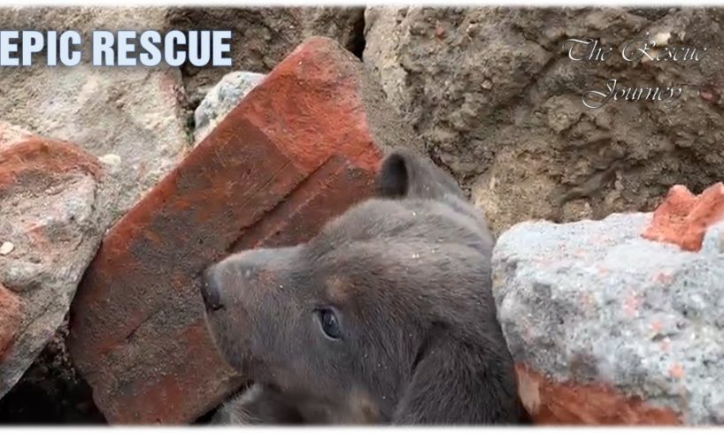 Dog Rescued from 4.4 Magnitude Earthquake Rubble - EPIC Rescue Mission