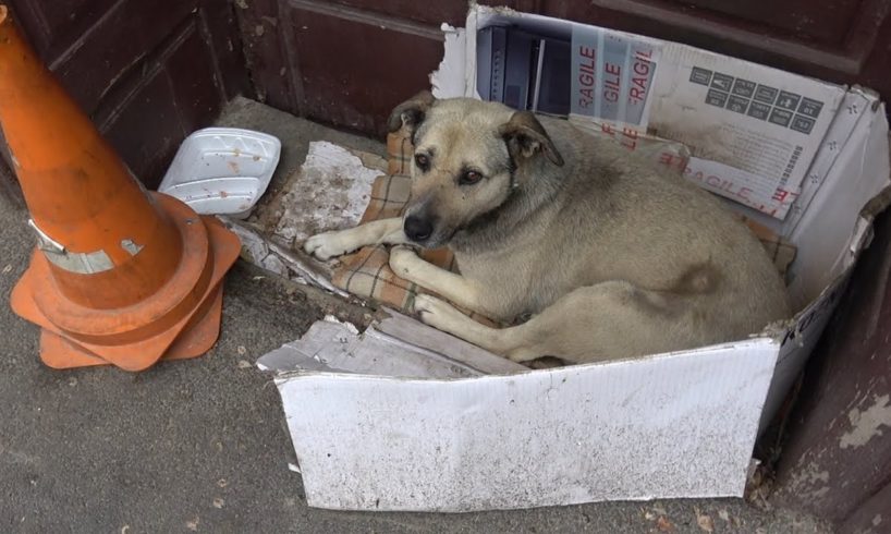 Dog Spent Entire Life On The Street Until A Tourist Spotted Her