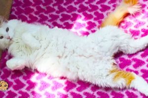 Dog Vlog ! Meet My Cat , Horses, Pony Animal Pets - Cookie Swirl C Video
