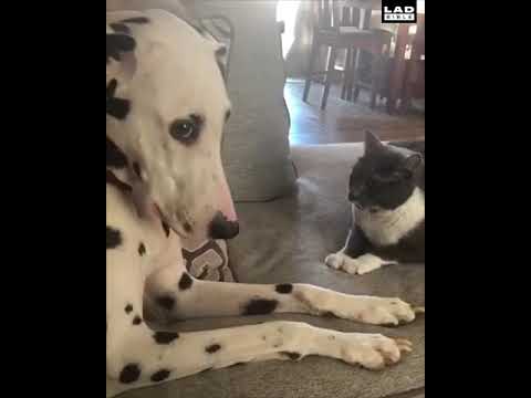 Dog finally fights back against the cat who has been bullying him