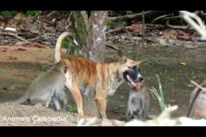 Dog is playing with the monkey animals cambodia