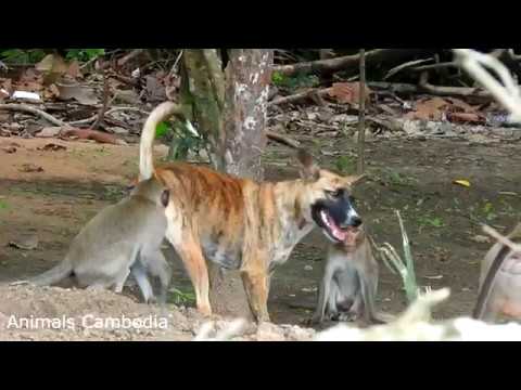 Dog is playing with the monkey animals cambodia