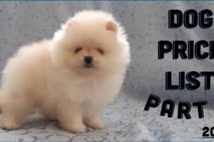 Dog price List in India [2019] | Puppy price list | Pomeranian Puppy Price In India
